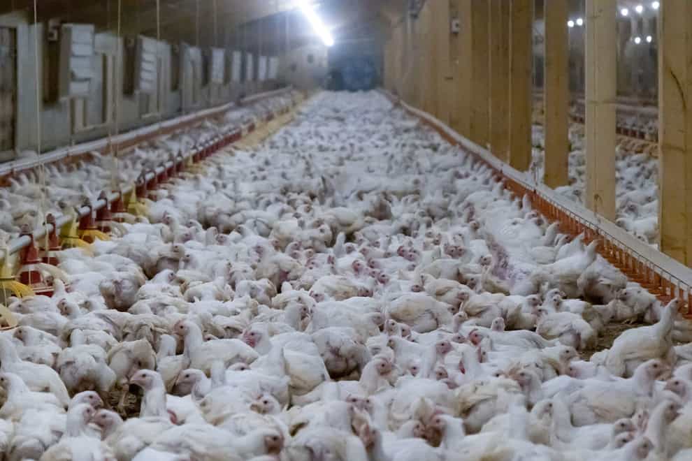 Chickens at one of the three intensive chicken farms in Lincolnshire supplying the Co-op that was visited by activists as part of an investigation by Open Cages between between August and November 2022 (Open Cages)