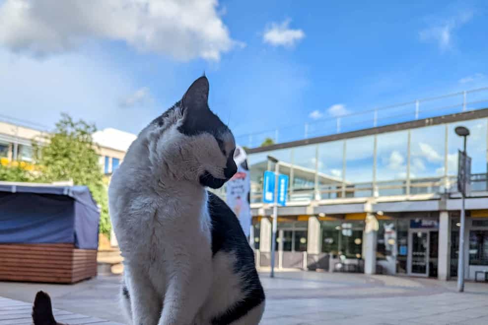 Pebbles the cat on campus at the University of Essex in Colchester. (University of Essex/ PA)