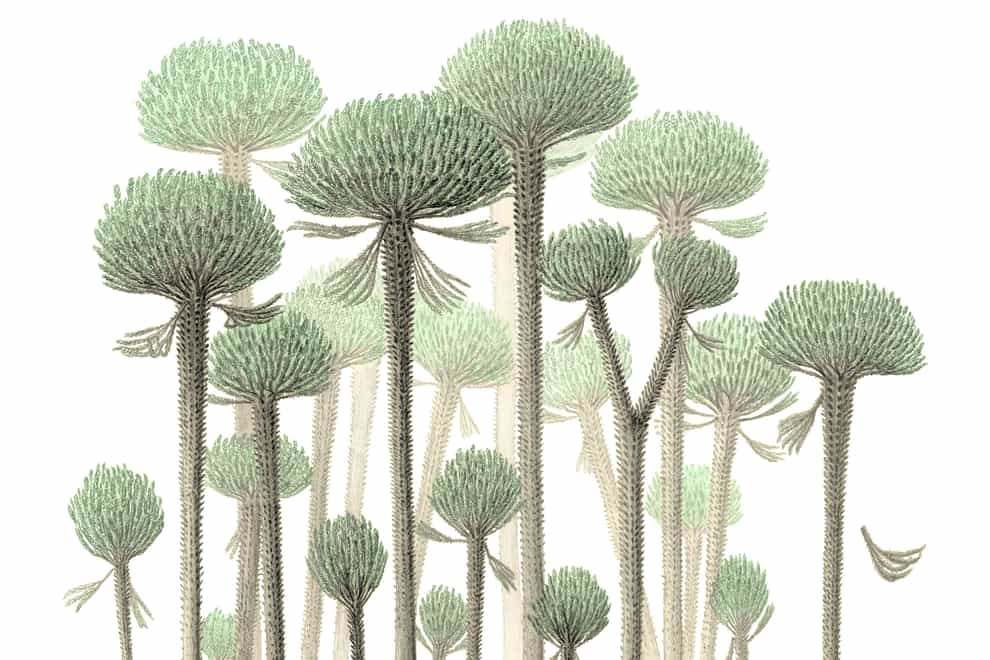 The ancient plants – called Calamophyton – would have been ‘prototypes’ of modern-day trees (Peter Giesen/Christopher Berry/University of Cambridge/PA)