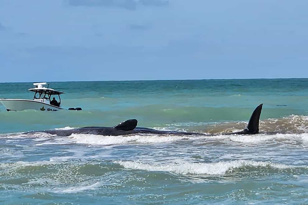 The whale was stranded on a sandbar off Florida’s Gulf Coast on Sunday (City of Venice Florida via AP)