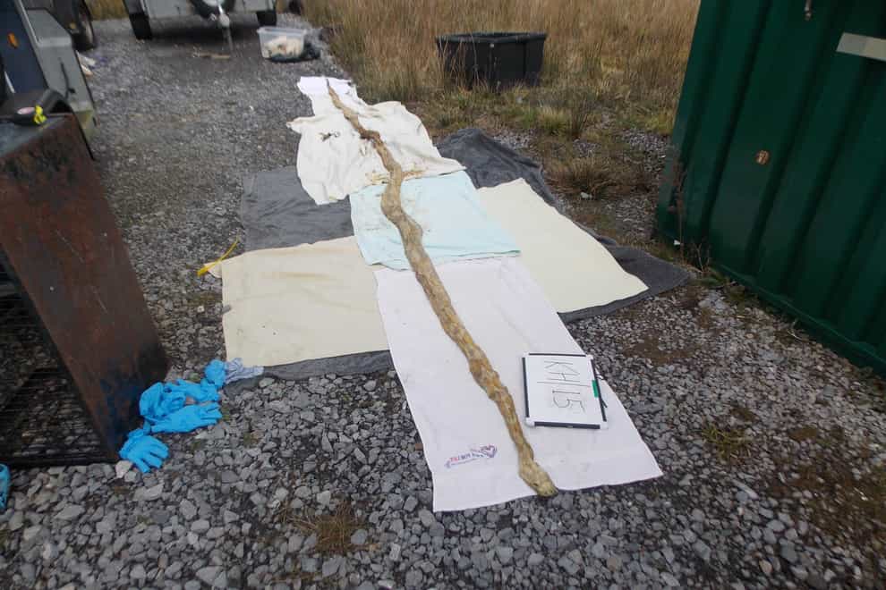 The snakes were found in Waterston, Pembrokeshire (RSPCA/PA)