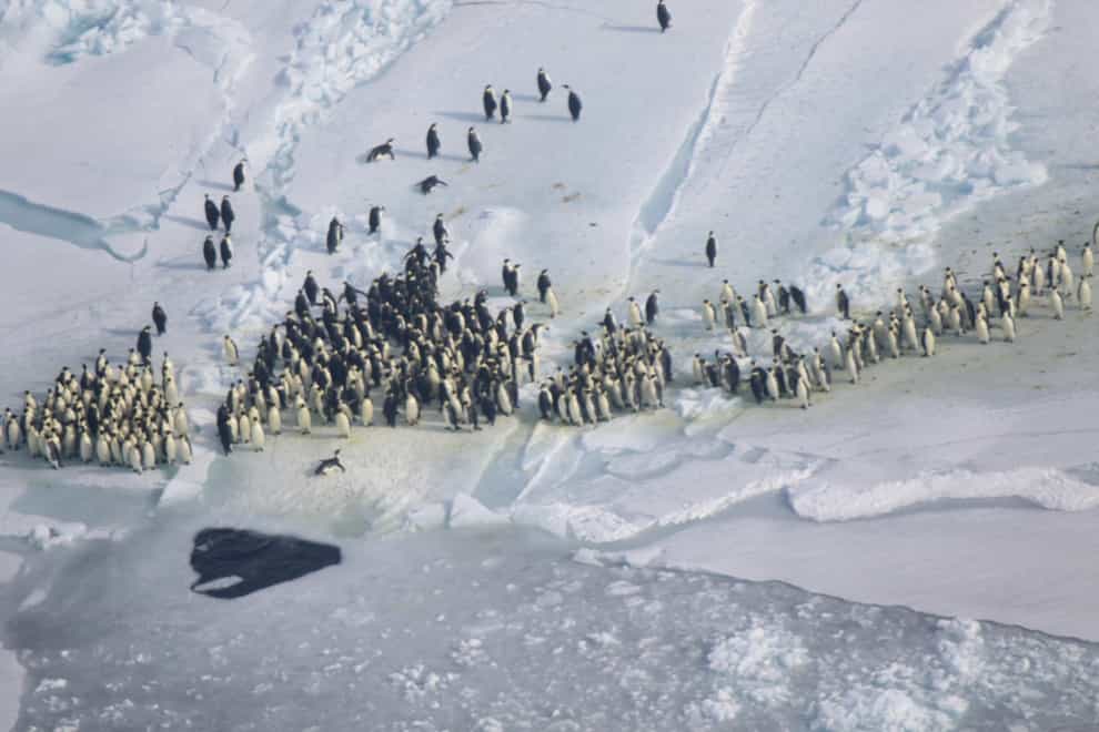 Emperor penguins on sea ice (Suzanne Pelisson/Woods Hole Oceanographic Institution)