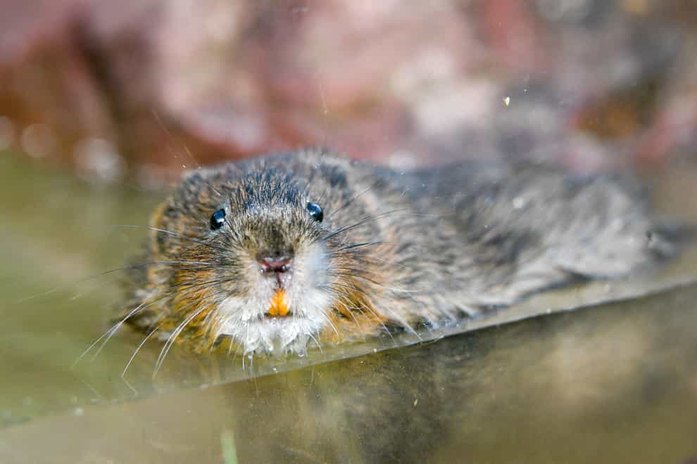 The new funding will help to create and restore habitats for species like the water vole – the UK’s fastest declining mammal. (Ben Birchall/PA)