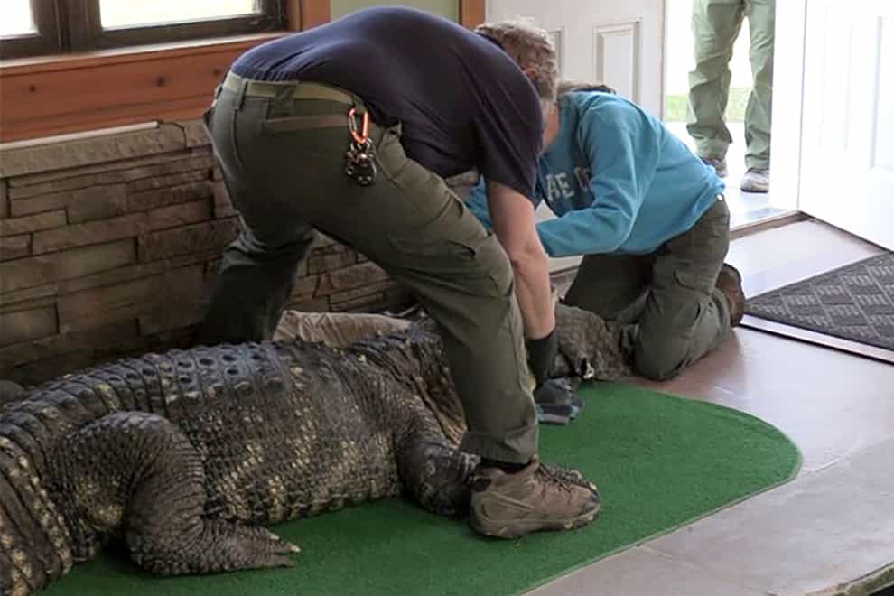 Environmental conservation officers secure the alligator for transport after it was seized from a home where it was being kept illegally (New York DEC via AP)