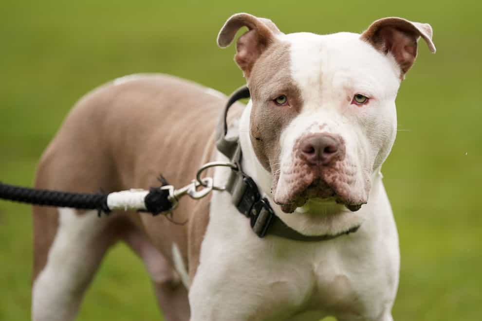 The dog involved was believed to be an XL bully (Jacob King/PA)