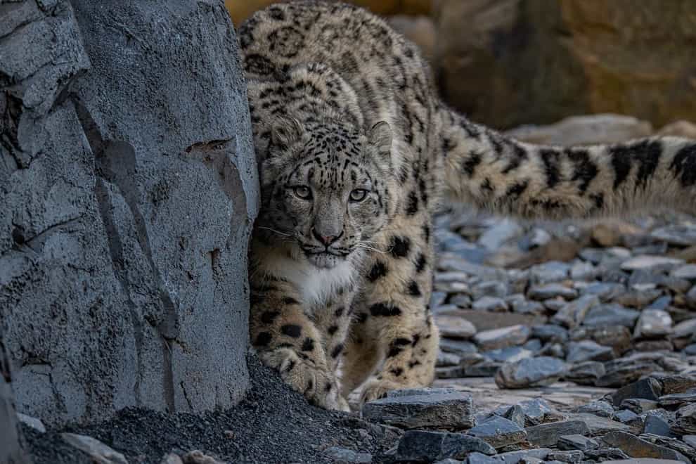 Snow leopards Yashin and Nubra have been exploring their new home at Chester Zoo (Chester Zoo/PA)