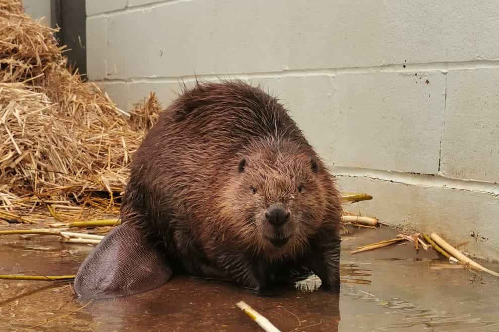 The beaver is back to enjoying eating and grooming after being washed up on a beach in Kent (RSPCA/PA)