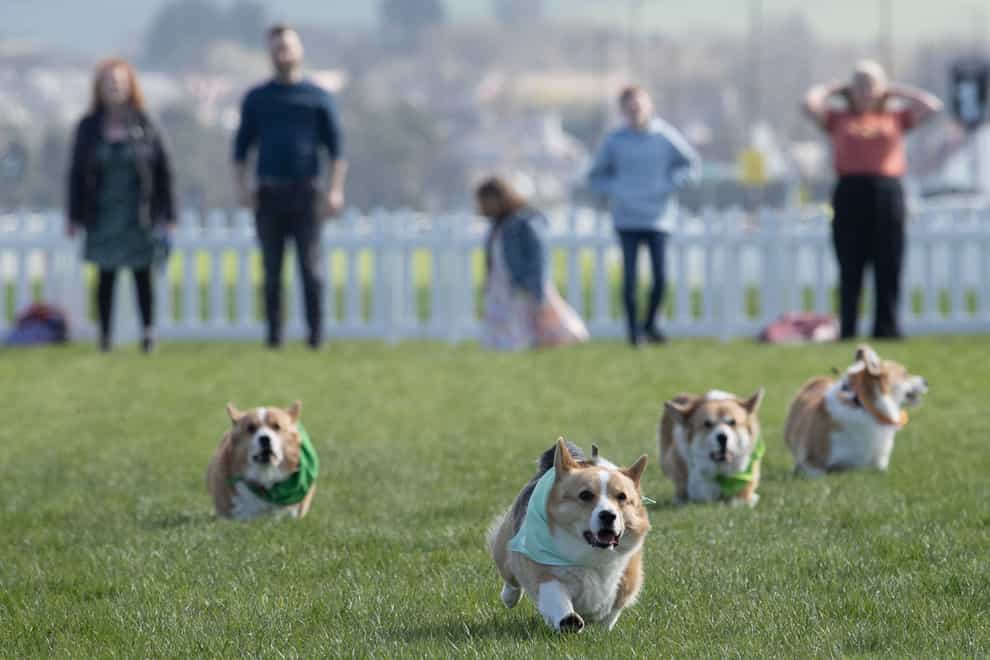 The corgi derby will take place on Easter Saturday (Lesley Martin/PA)