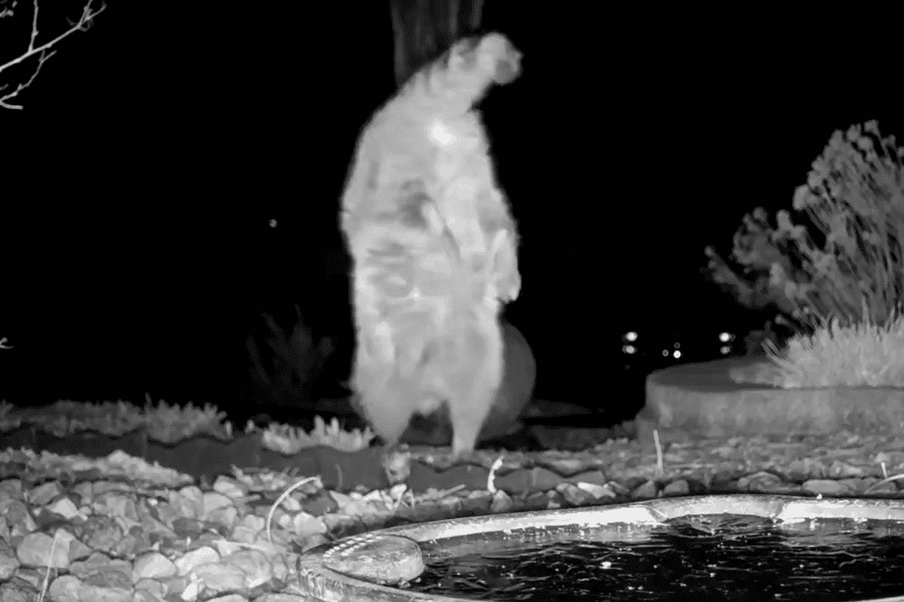 A raccoon was captured doing a handstand and walking on its front paws in a wildlife enthusiast’s front garden (Camera Trap Sue)