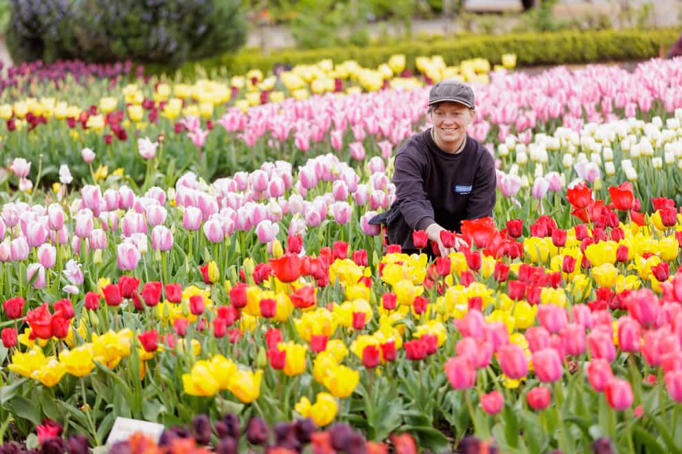 Hampton Court Palace Tulip Festival is one of many highlights (Historic Royal Palaces/PA)