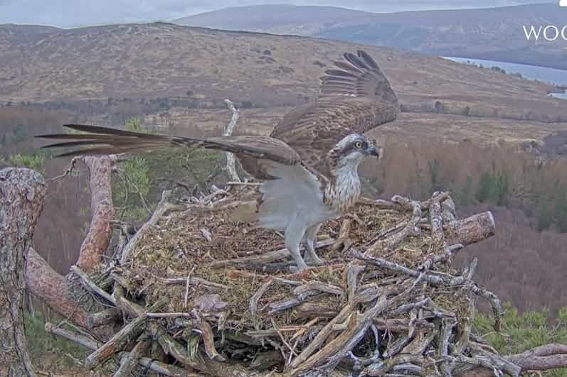 Louis the osprey has returned to Loch Arkaig (Woodland Trust Scotland/PA)