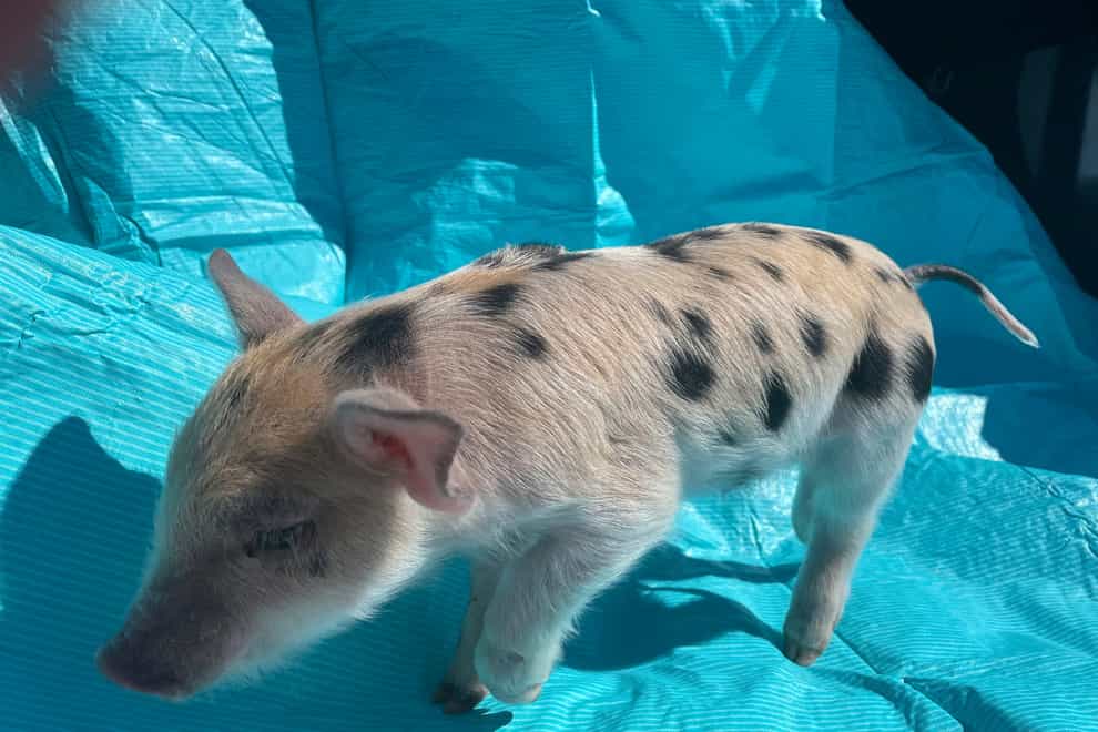 The St Paul Saints have named their mascot Ozempig after the weight loss drug (St Paul Saints Baseball via AP)