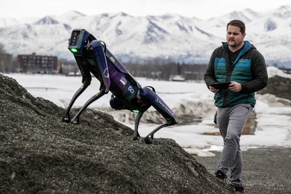 Aurora, with handler Ryan Marlow, will be camouflaged as a coyote or fox to ward off migratory birds and other wildlife at Fairbanks airport (Marc Lester/Anchorage Daily News via AP)