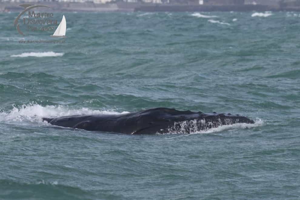 The whale was cut free (Hannah Wilson, Marine Discovery Penzance/PA)
