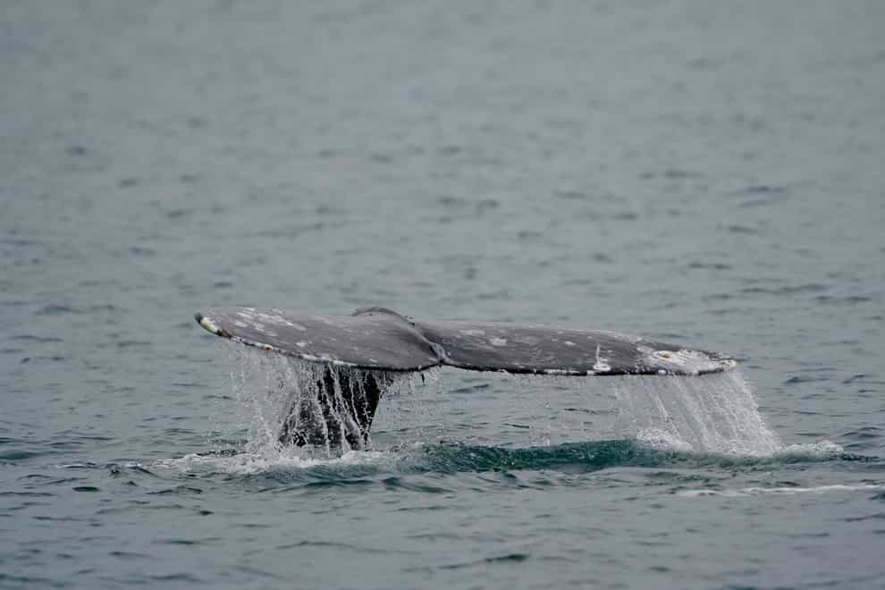 A grey whale dives (Ted S. Warren/AP)