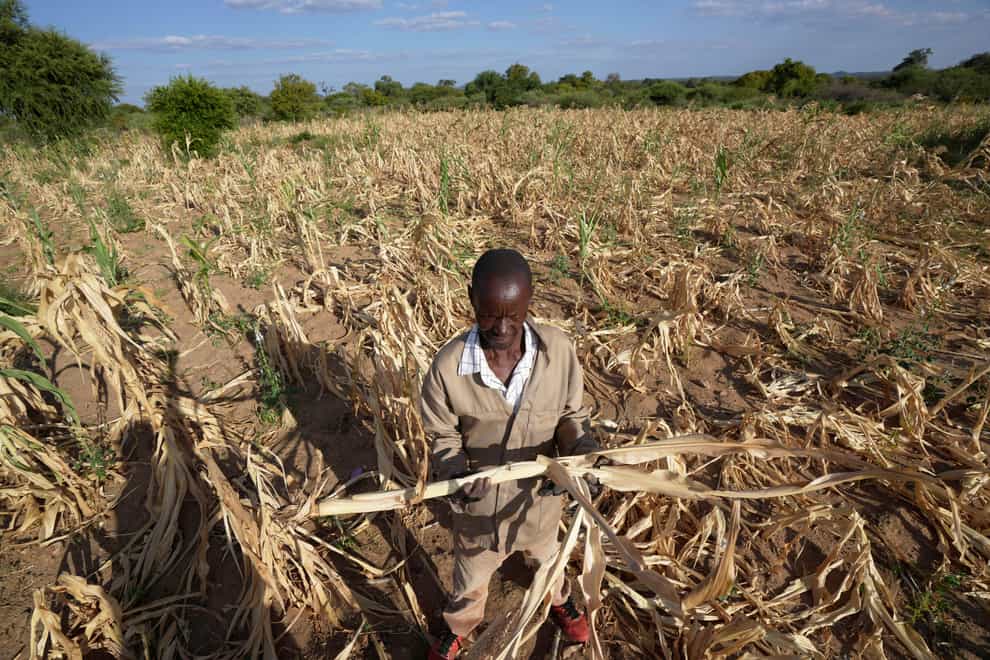A farmer in Mangwe district in southwestern Zimbabwe, stands in the middle of his dried up crop field (Tsvangirayi Mukwazhi/AP/PA)