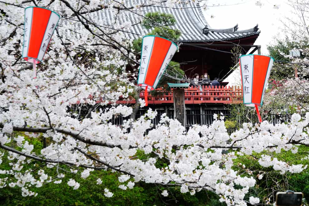 Cherry blossoms at Ueno Park in Tokyo (Eugene Hoshiko/AP)