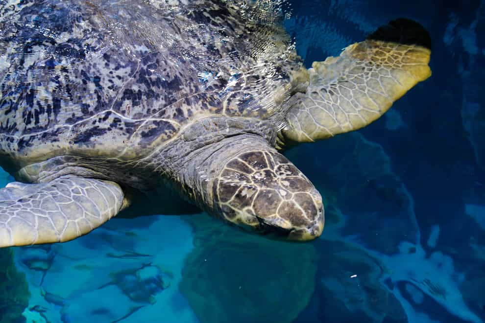 Myrtle, a green sea turtle, swims in the main tank at the New England Aquarium in Boston (Bill Sikes/AP)