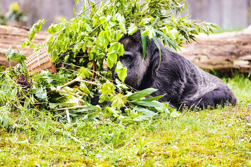 Fatou the gorilla celebrates her 67th birthday (Paul Zinken/dpa via AP)