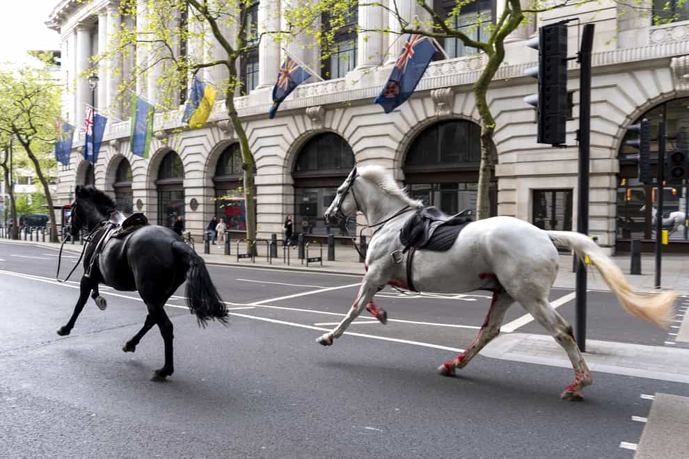 Two horses on the loose bolt through the streets of London near Aldwych. (Jordan Pettitt/PA)